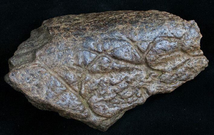 Triceratops Frill Shield Section - Montana #11376